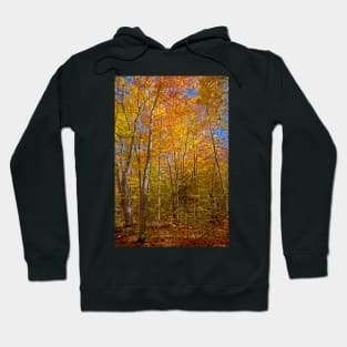 Fall in the Forest Hoodie